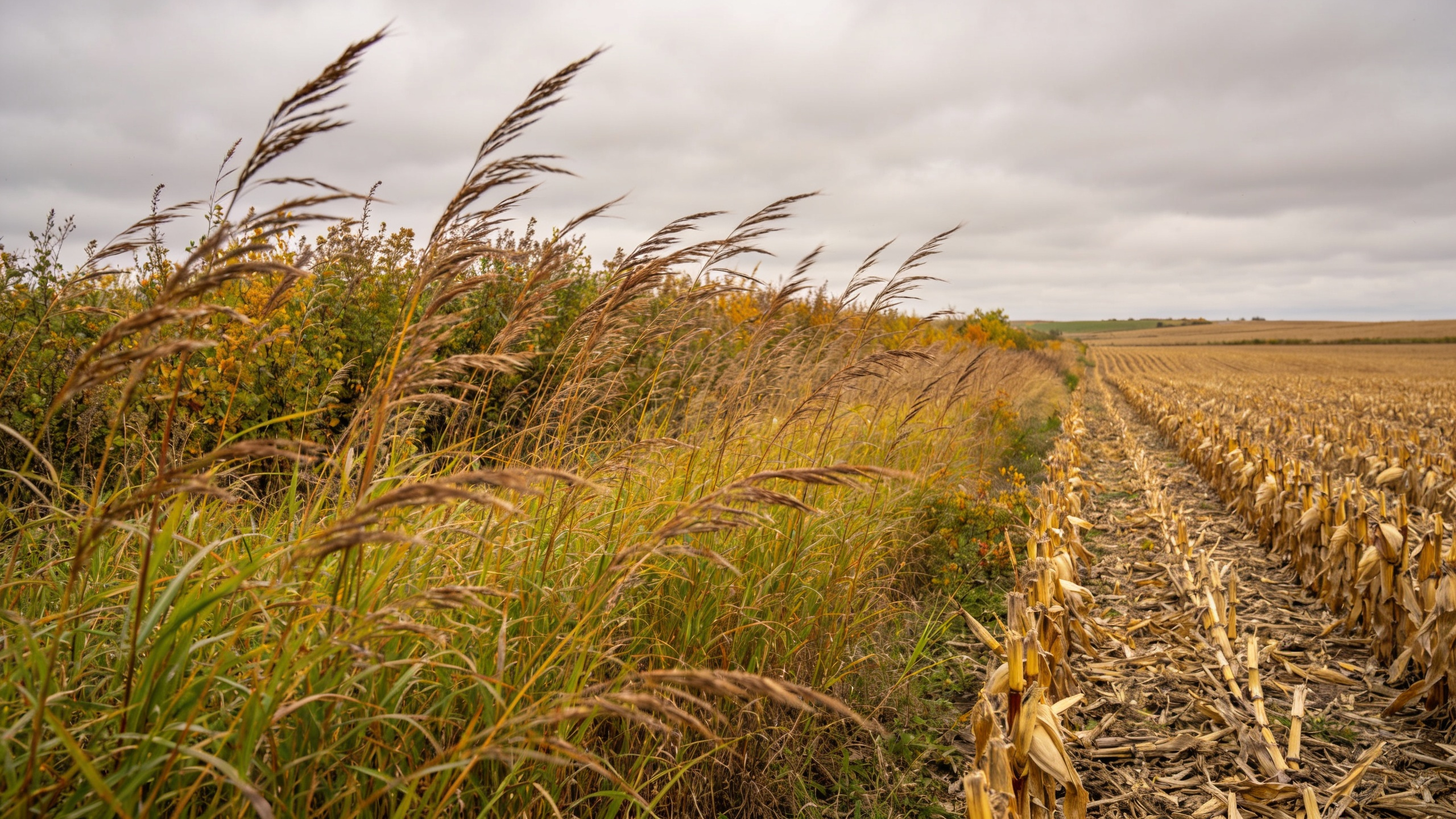 Standing native grass CRP border against a freshly picked cornfield on the Northern Plains