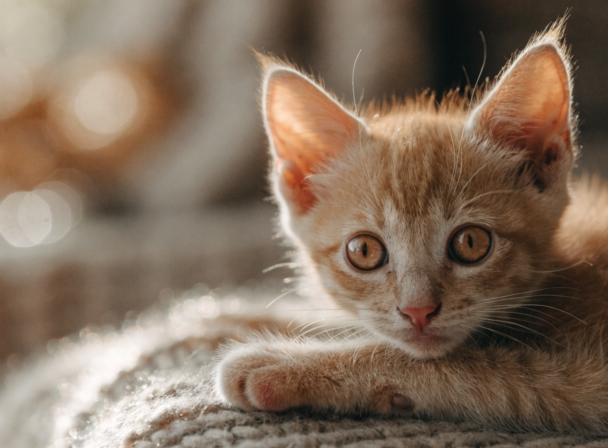 Oliver, an orange kitten