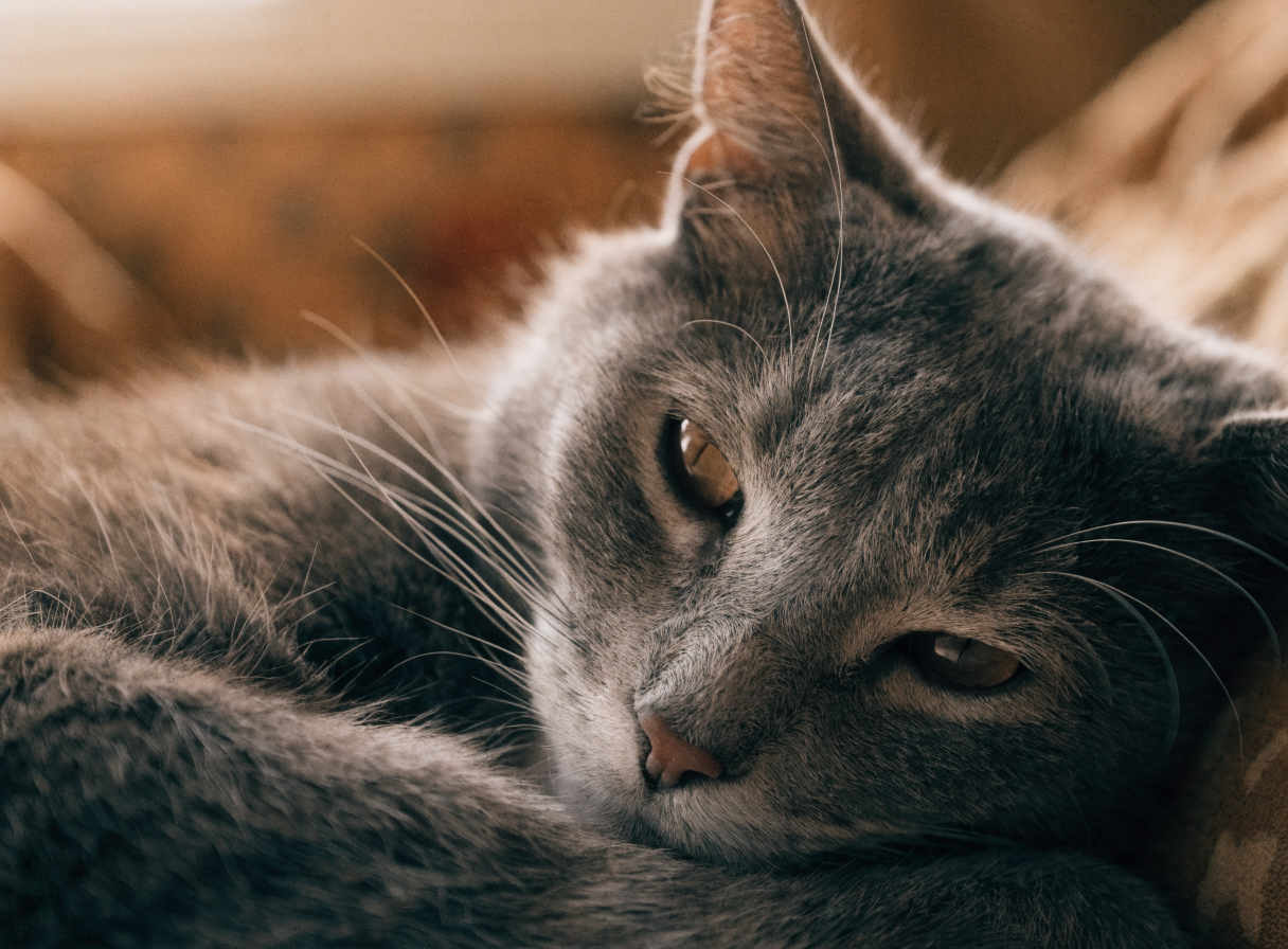 Smokey, an older grey cat