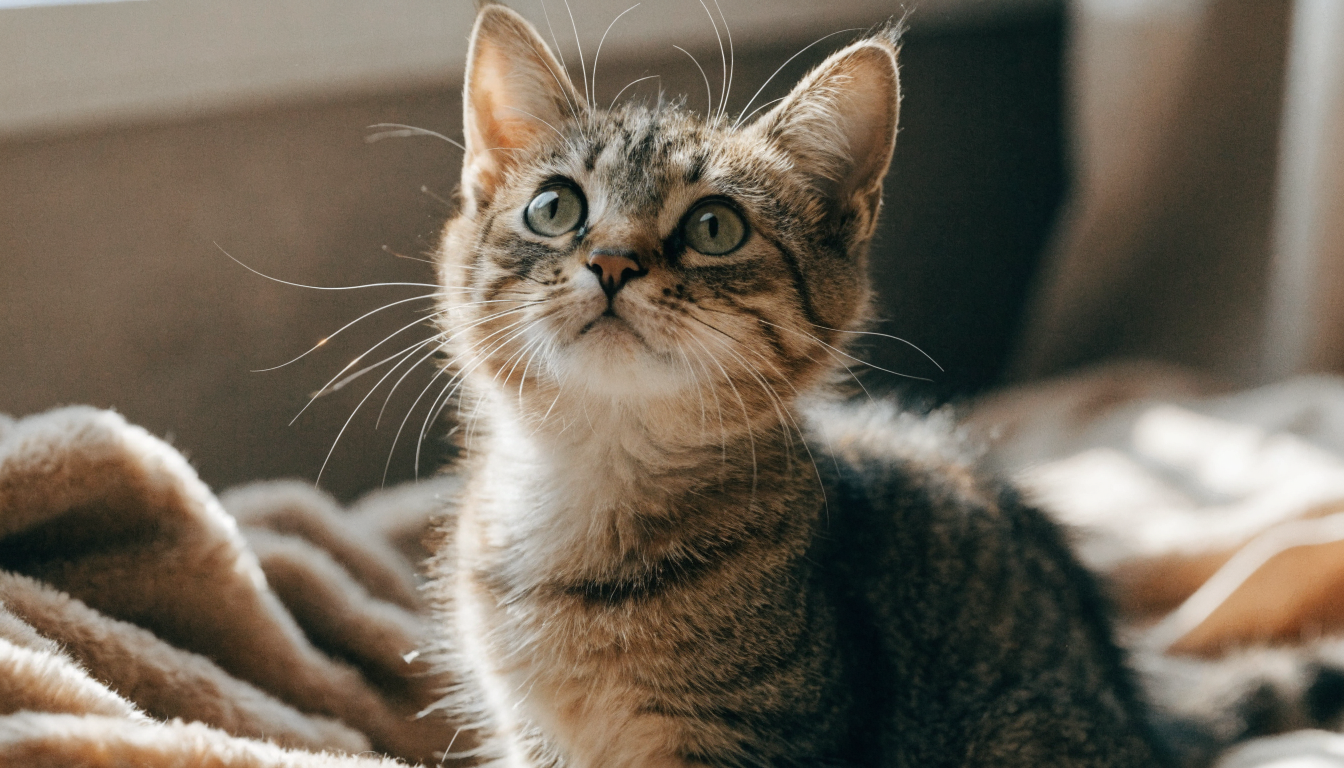 A rescued cat looking up hopefully