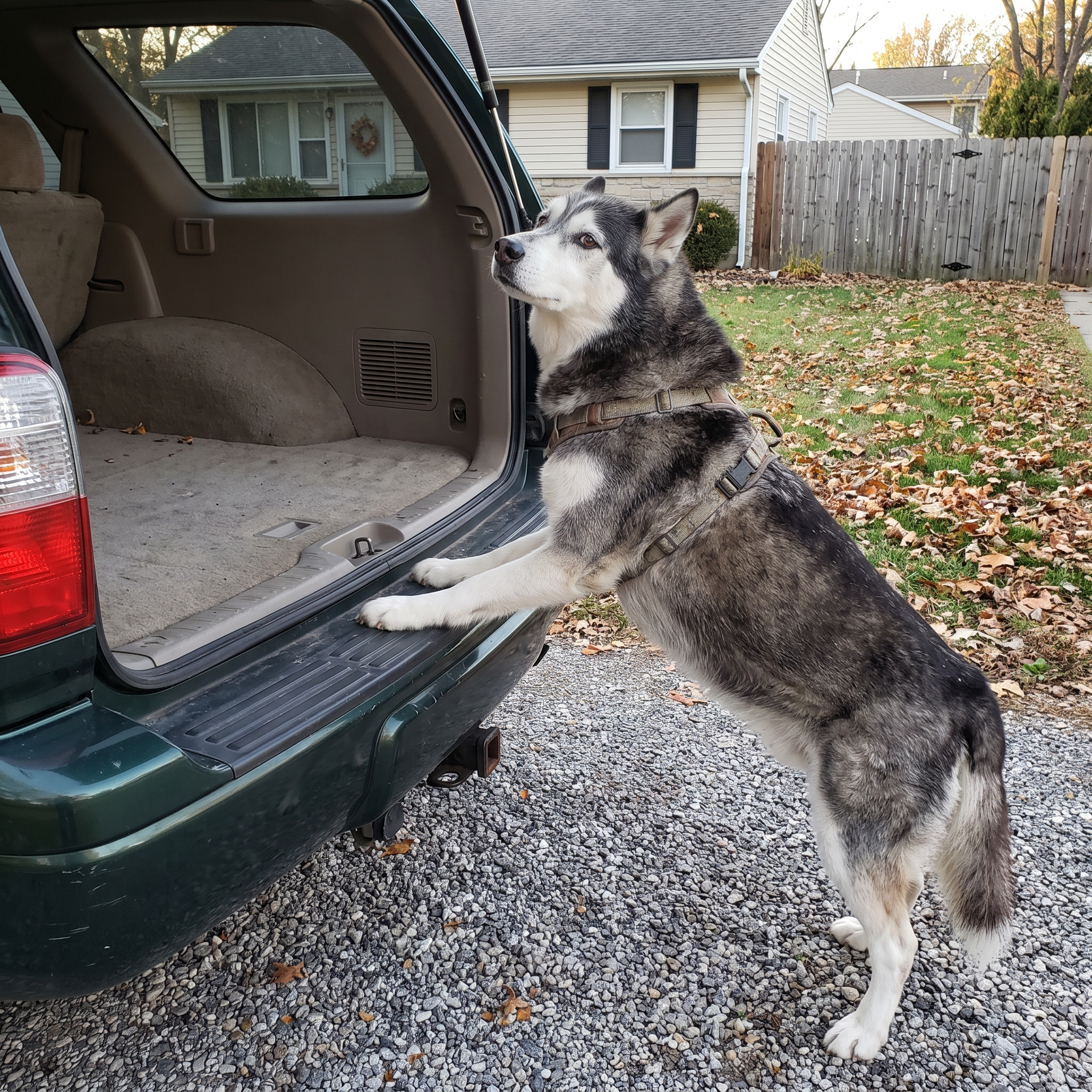 Senior husky behind an open car tailgate, unable to jump in