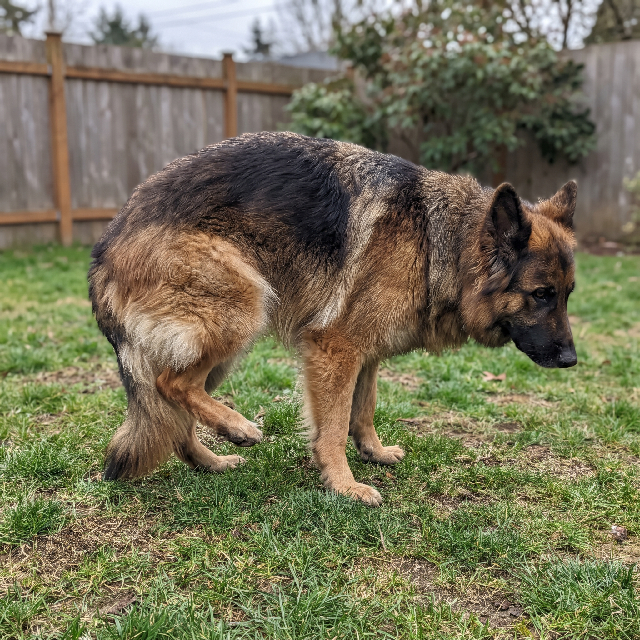 German Shepherd on a lawn favoring a back leg with one hind paw lifted