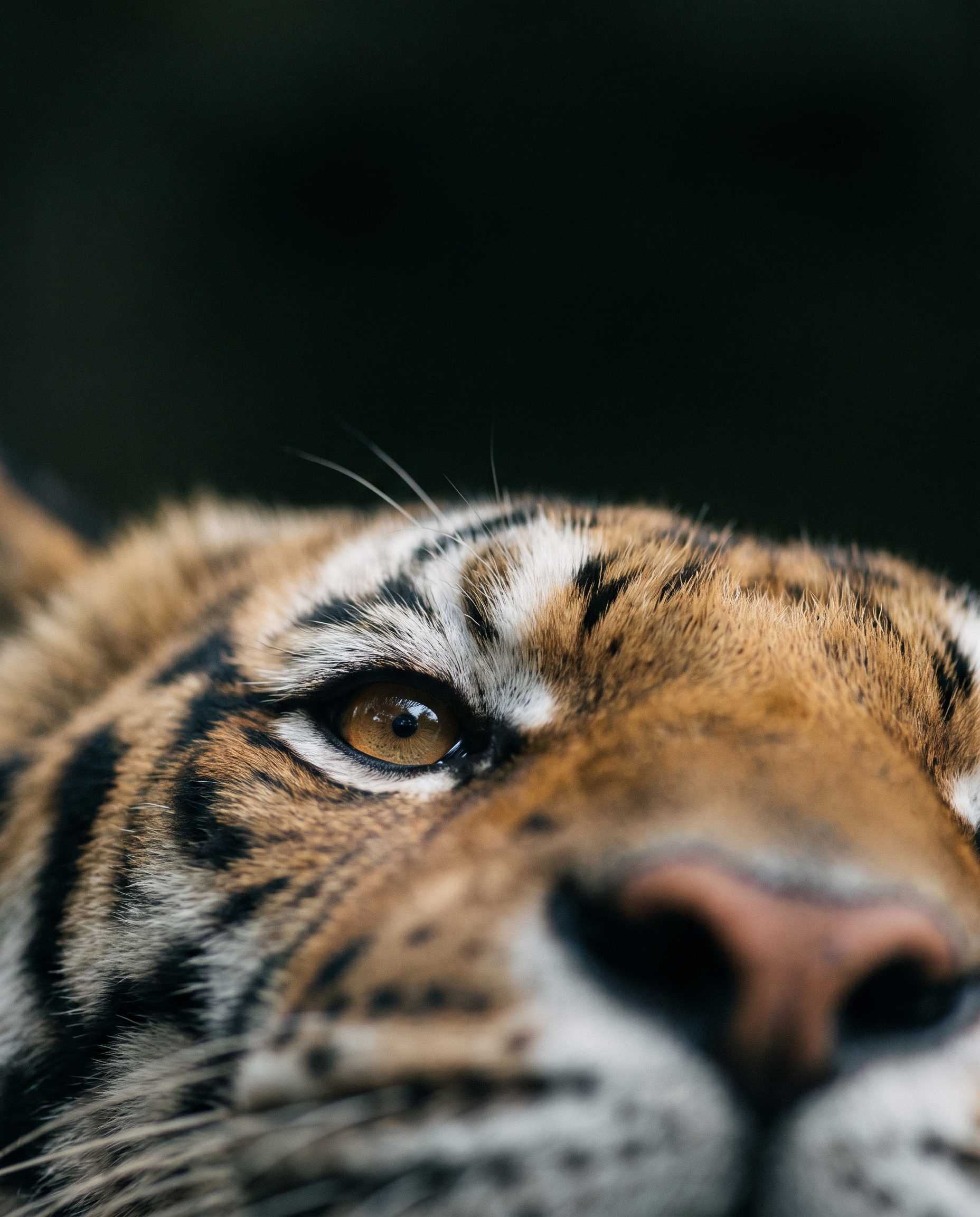 Tiger's eye, close
